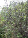 Ptelea crenulata, Western Hop tree