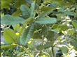 Lithocarpus densiflorus, Tanbark Oak, was so named, as the bark was utilized to tan or cure cow hides for use in leather products. 