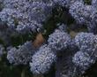 Ceanothus Remote Blue with a Brown Elfin butterfly.