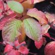 Cornus californica, California Dogwood fall COLOR - grid24_24