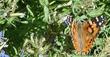 Lobelia dunnii var. serrata, Dunn's Lobelia, is here being visited by one of the Painted Lady butterflies. 