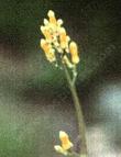 Dicentra chrysantha, Golden Eardrops,  is a small short-lived perennial that grows best in disturbed soil. 