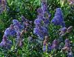 Ceanothus Wheeler Canyon - grid24_24