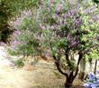 Silver Bush Lupine, Lupinus albifrons as bush