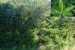 Myrica californica Pacific Wax Myrtle in the wild in Los Osos