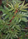 Catalina Ironwood leaves, Lyonothamnus floribundus - grid24_24