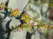 This photo shows two inflorescences, with flowers and buds, of Lotus scoparius, Deerweed, with a sun/shadow background of Eriodictyon tomentosum. 