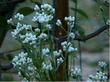 Gnaphalium californicum California Pearly Everlasting - grid24_24