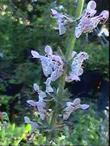 Stachys ajugoides rigida, Bugle Hedgenettle commonly has polka dot flowers