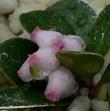 Flowers of Arctostapylos uva-ursi Point Reyes