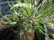 Pinus californica California Pine