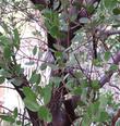 Austin Griffith's Manzanita's bark  is reddish purple.