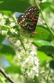 Prunus virginiana melanocarpa, Black chokecherry with a Checkerspot
