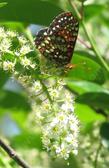 Prunus virginiana melanocarpa, Black chokecherry with a Checkerspot - grid24_24