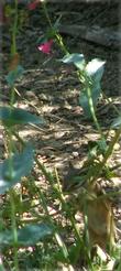 A Chipmunk eating a Penstemon pseudospectabilis - grid24_24