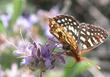 Salvia Gracias with a Checkerspot butterfly. Native plants can bring a garden to life with native butterflies. - grid24_24