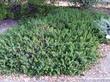 Arctostaphylos edmundsii, Carmel Sur Manzanita makes a cute little ground cover. - grid24_24