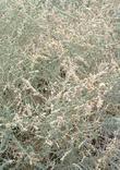 Atriplex polycarpa - cattle saltbush, allscale saltbush, Allscale, cattle spinach with seed heads - grid24_24