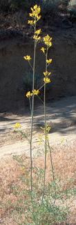 Here is a healthy specimen of Dicentra chrysantha, Golden Eardrops.