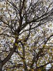 L:ooking up into a Populus fremontii Zapata, Fremont Cottonwood - grid24_24