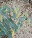 This is the fruit of Purple Milkweed