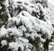 Snow on the Comarostaphylis