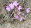 Abronia umbellata, Purple Sand Verbena flowers
