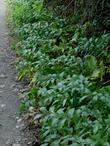 Smilacina stellata False Solomons Seal