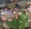 Rosy or red Buckwheat, Eriogonum grande rubescens  - grid24_24