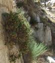 Ericameria cuneata Wedgeleaf Goldenbush