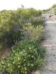 Trichostema lanatum, Woolly Blue Curls along one of our roads. - grid24_24