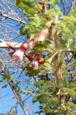 Ribes sericeum Santa Lucia Gooseberry