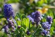 Ceanothus thyrsiflorus Skylark is a  Blue Mountain Lilac