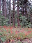 Quercus Kelloggi, Penstemon rostriflorus, Asclepias eriocarpa, and Ribes roezlii under Pinus Ponderosa, Ponderosa Pine.