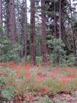 Quercus Kelloggi, Penstemon rostriflorus, Asclepias eriocarpa, and Ribes roezlii under Pinus Ponderosa, Ponderosa Pine. - grid24_24