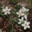 Leptodactylon pungens Granite Gilia