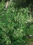Black Chokecherry, Prunus virginiana melanocarpa-