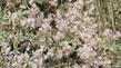 Eriogonum wrightii subscaposum, Wright's Buckwheat delicate flowers.