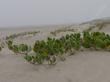 Abronia maritima, Sand verbena, growing in beach sand, on a foggy summer day in Morro Bay, California. 