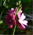 Sidalcea neomexicana Checkers