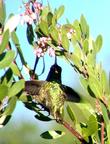 An old picture of an Anna Hummingbird on a Baby Bear Manzanita