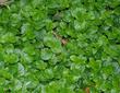 Yerba Buena, Satureja douglasii is a beautiful flat green ground cover that smells good and some use as tea.