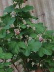 Ribes nevadense Pink Sierra Currant