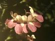 This is a closeup photo of the whorled flowers of Collinsia heterophylla, Chinese Houses.
