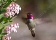 Arctostaphylos Ian Bush with an Anna Hummingbird. This manzanita is easy in most of coastal California.