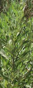 Artemisia douglasiana Mugwort