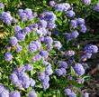 The flowers on Wheeler canyon are a little rounder than Concha and the plant is a little smaller than Concha, otherwise thay are very similar and can be used together.  - grid24_24