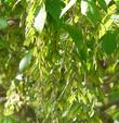 Acer negundo californicum, California Box Elder  seeds