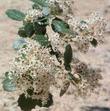 Although I have this labeled Ceanothus greggii vestitus, it's probably just Ceanothus greggii as it has some vestitus and perplexans and it came from the area where the two merge. 