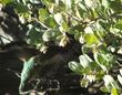 Arctostaphylos silvicola,  Ghostly Manzanita with an Anna Hummingbird